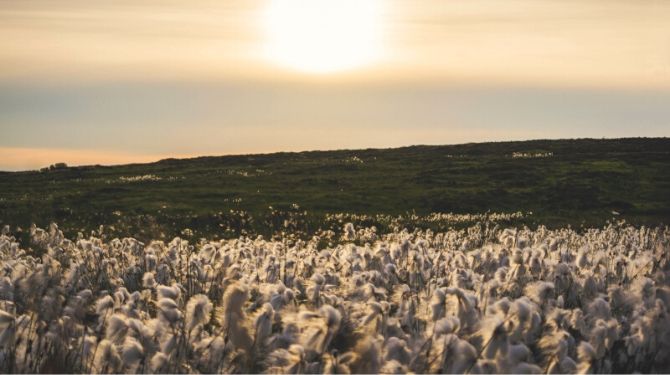 cotton field