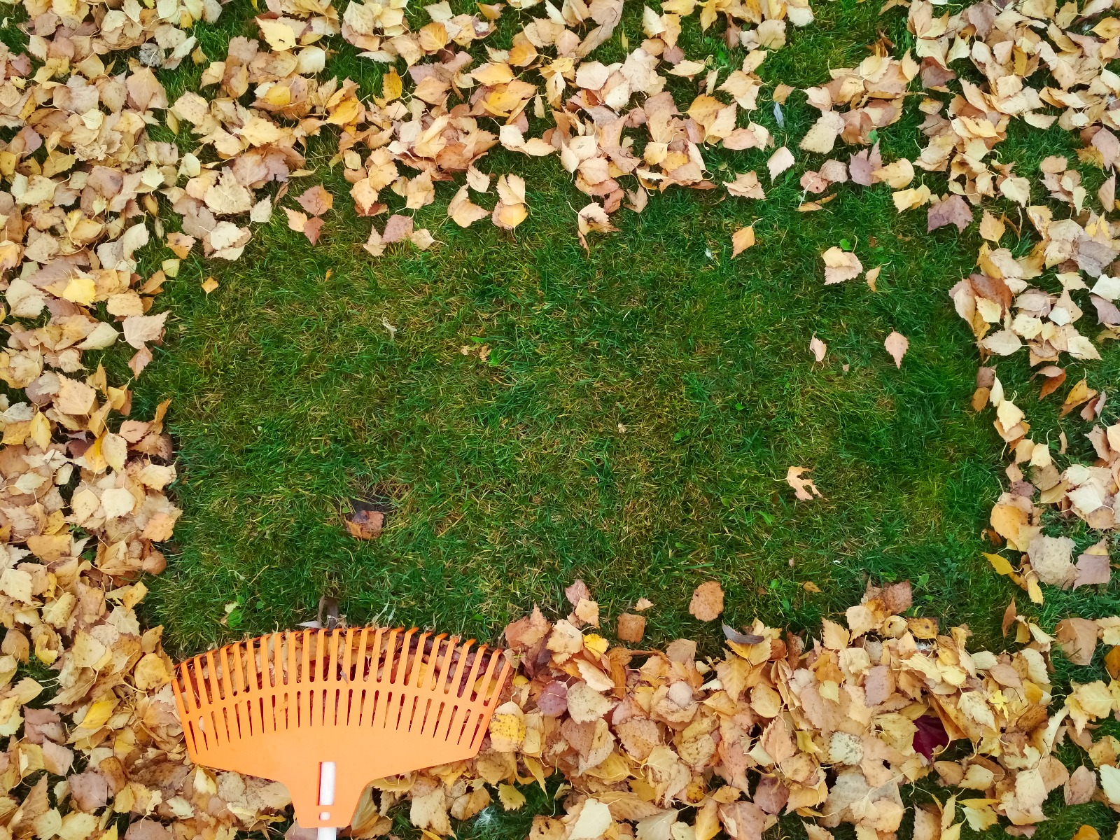 autumn leaves cleaning