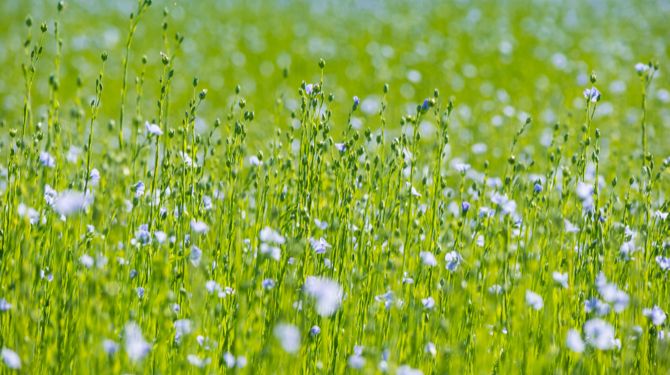 natural linen fields